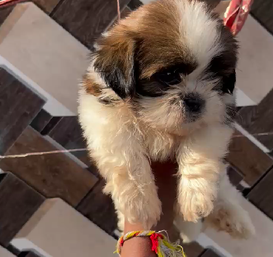 Shih Tzu dog for sale in Jaipur