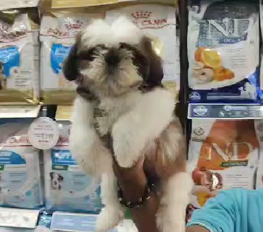 Shih tzu dog breeder in kolkata