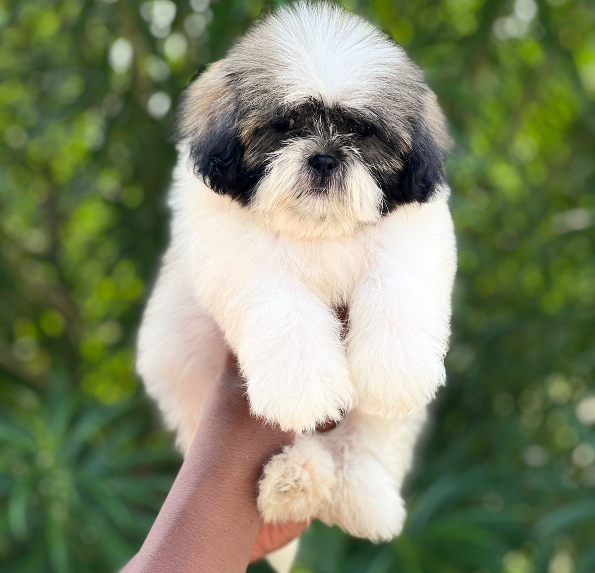 Buy Shih tzu puppies online in kolkata