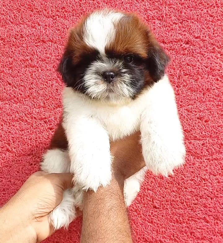 Shih Tzu Dog price in kolkata