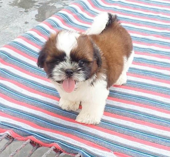 Shih tzu puppy for sale in kolkata