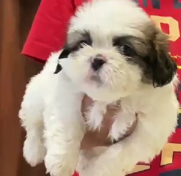 Champion lineage shih tzu puppies for sale in kolkata