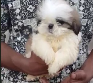 Shih tzu male puppies for sale in kolkata