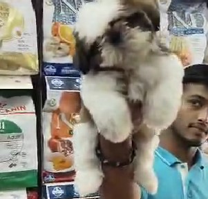 KCI registered shih tzu puppies price in kolkata