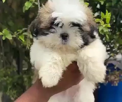 Buy shih tzu puppies in mumbai