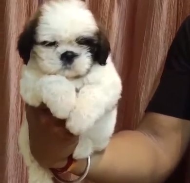 Shih tzu puppies for sale online in mumbai