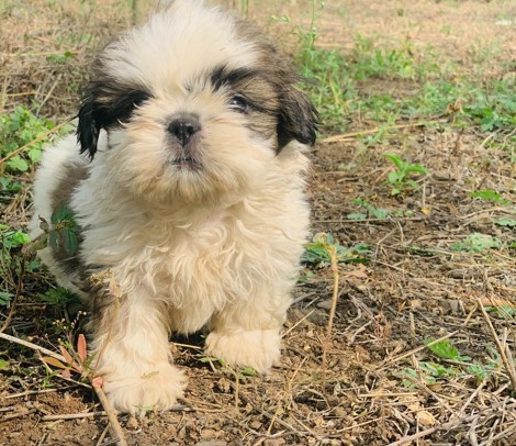 Shih tzu dog breeder in mumbai