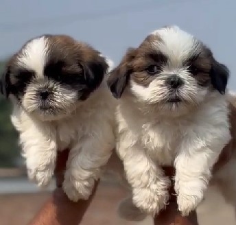 KCI registered Shih tzu puppies price in mumbai