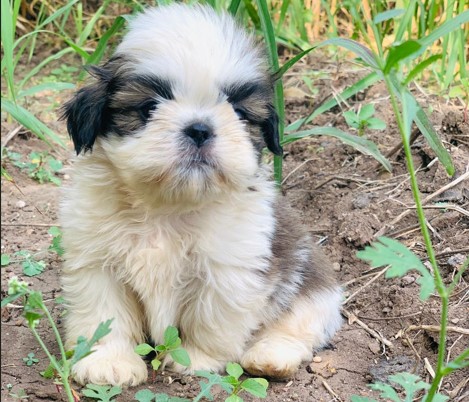 Champion Lineage Shih tzu puppies for sale in mumbai