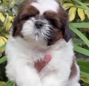 Pure bred Shih tzu puppies for sale online in mumbai