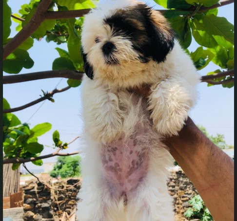 Shih tzu dog price in mumbai