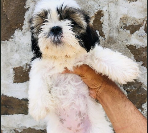 Shih tzu pet shop in mumbai