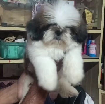 Shih tzu dog price in pune