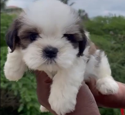 Shih tzu puppies for sale online in pune