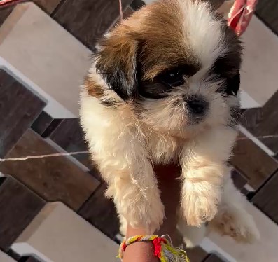 Shih tzu pet shop in pune