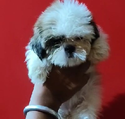 KCI registered shih tzu puppies price in pune