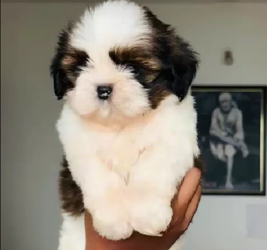 Shih tzu dog for sale in pune