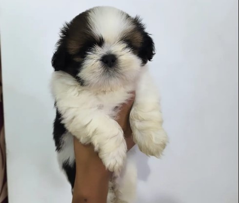 Shih tzu pet shop in pune