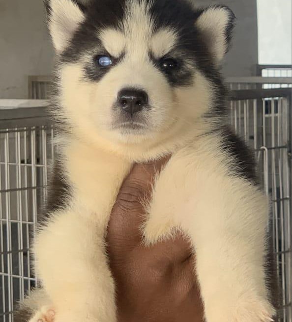 Buy siberian husky puppies in bangalore