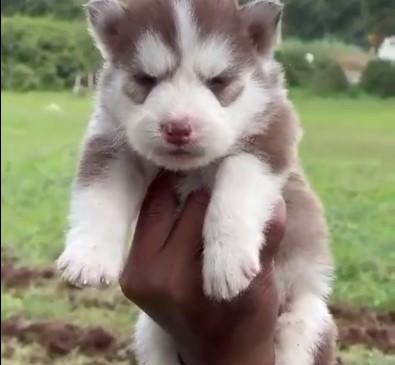 Pure bred siberian husky puppies price in bangalore