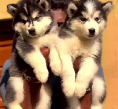 Siberian husky dog breeder in bangalore