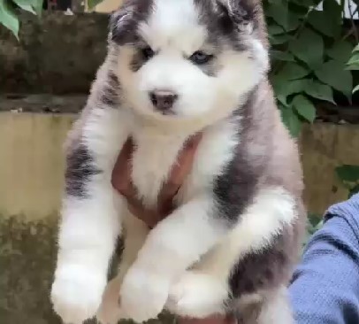 Siberian husky male puppies for sale in bangalore