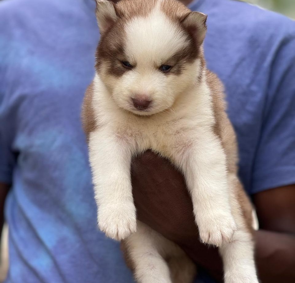 Siberian husky puppies for sale in kolkata