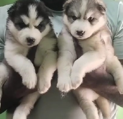 Siberian husky dog breeder in kolkata