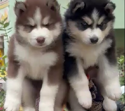 Siberian husky dog price in kolkata