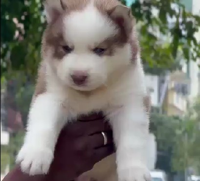 Buy top quality siberian husky puppies online in kolkata