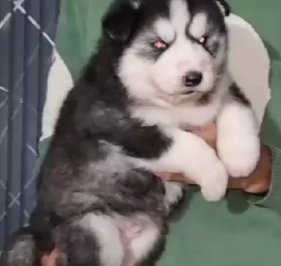 Siberian husky puppies for sale online in kolkata