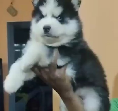 Siberian husky pet shop in kolkata