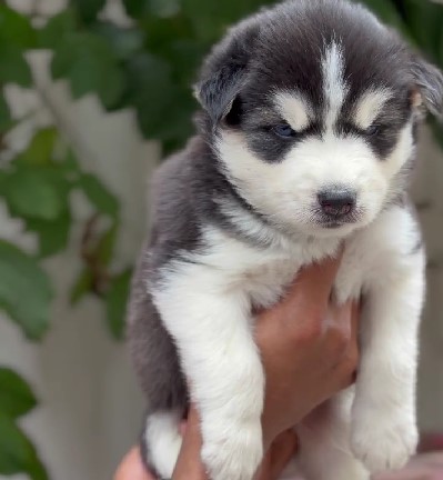 KCI registered siberian husky puppies for sale in kolkat