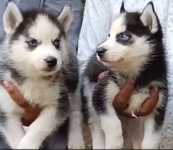 Pure bred siberian husky puppies for sale online in mumbai