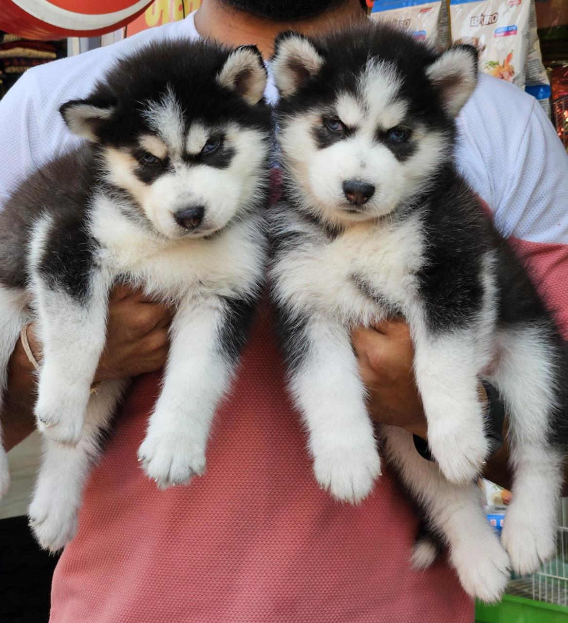 Buy siberian husky puppies in pune