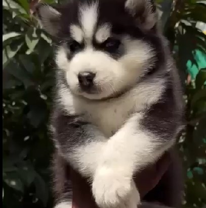 Siberian husky dog breeder in pune