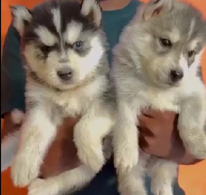 Siberian husky puppies for sale online in pune