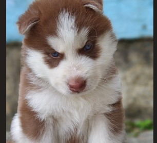 KCI registered siberian husky puppies for sale in pune