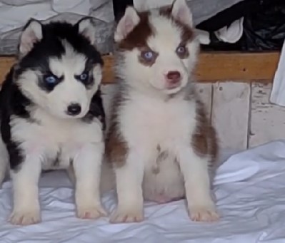 Siberian husky puppy price in pune