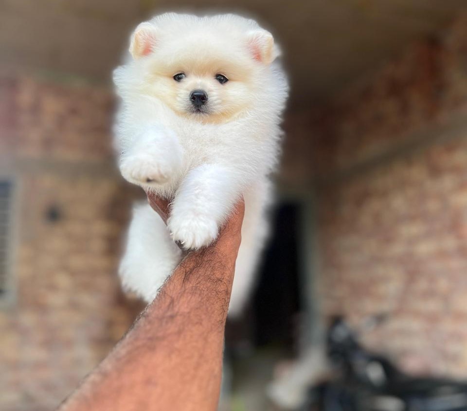 Toy pom price in Delhi