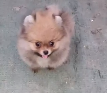 Toy pomeranian puppy price in Delhi