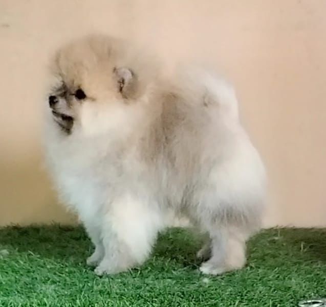 Toy pomeranian dog price in Delhi