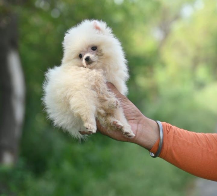 Toy pomeranian pet shop in Delhi