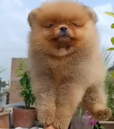 Toy pomeranian puppy price in Jaipur