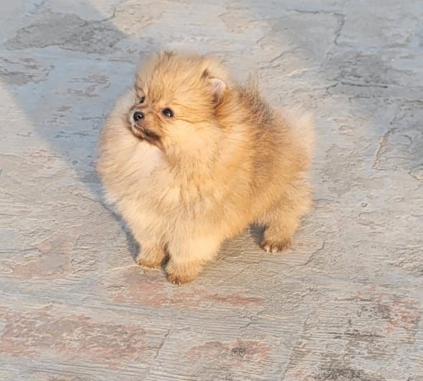 Buy toy pomeranian puppies in kolkata