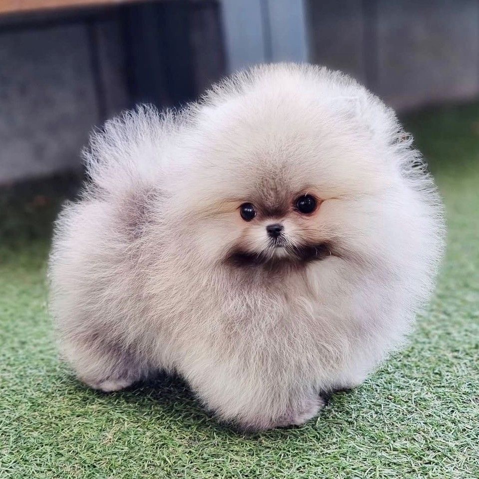 Toy pomeranian dog for sale in kolkata