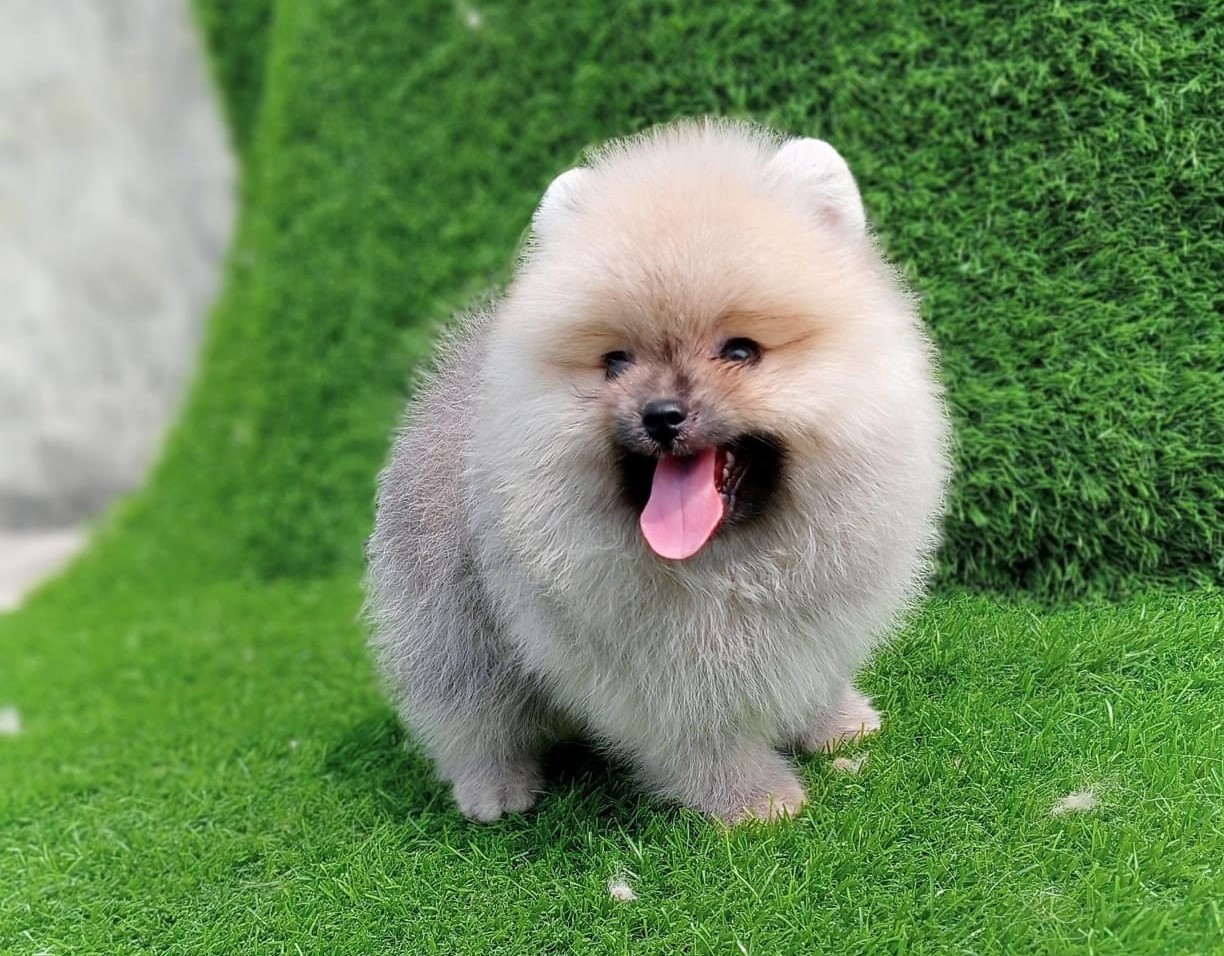 Toy pomeranian dog breeder in kolkata