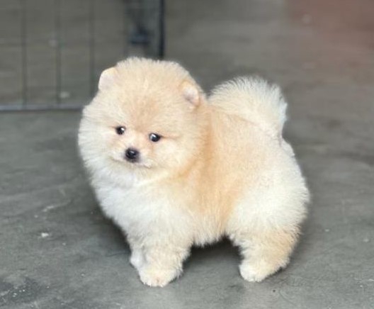 KCI registered toy pomeranian price in mumbai