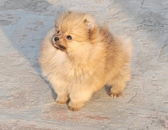 Champion lineage toy pomeranian for sale online in mumbai