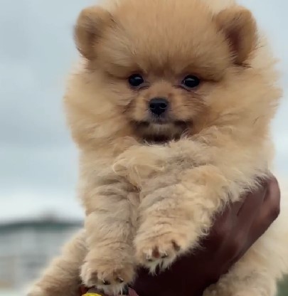 Pure bred toy pomeranian puppy price in mumbai